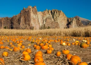 Four Seasons of the High Desert